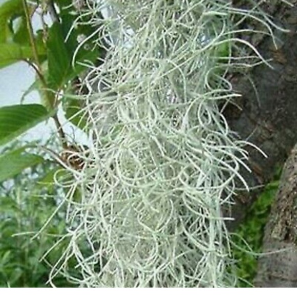 Live Spanish Moss (Air Plants) - Picture 4 of 5